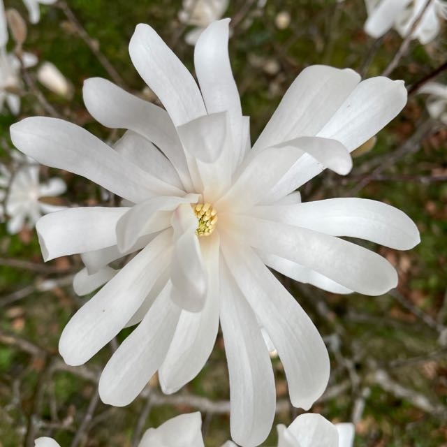 Magnolie in sanftem Licht